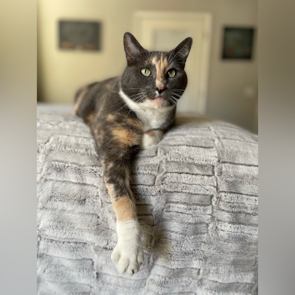 Meet your Posher, Desiree - Picture 5 of 8